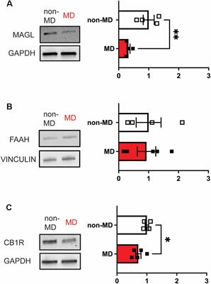 Targeting Endocannabinoid Signaling in the Lateral Habenula as an Intervention to Prevent Mental Illnesses Following Early Life Stress: A Perspective